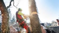 Carolina Tree Removal Pros of Morrisville image 5